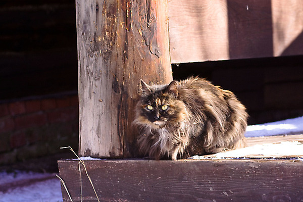 포토 JPG 해외이미지 동물 응시 겨울 주택 그림자 앉기 사람없음 야외 반려동물 농장 마을 맑음 고양이 흰색 시골 얼룩무늬 솜털 해외202004 해외포토 시선 계절 컬러 무늬 농업 포유류 모션 날씨 건물 파일형식 이미지허브