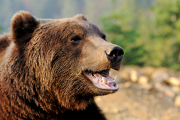 포토 JPG 해외이미지 동물 1 응시 공원 남자 야생동물 새끼 백그라운드 곰 포유류 자연 털 서기 사람없음 여름 갈색 힘 젖음 흰색 숲 위험 큼 북극 코 육식동물 동물상 힘찬 해외202004 해외포토 시선 계절 공공시설 컬러 컨셉 모션 사람 신체부위 조형물 크기 극지방 생태계 파일형식 이미지허브