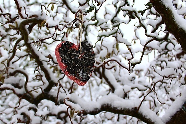 포토 JPG 해외이미지 겨울 자연 조류 사람없음 정원 추위 눈송이 12월 버드나무 1월 2월 해외202004 해외포토 나무 동물 계절 눈_날씨 날짜 생태계 파일형식 이미지허브