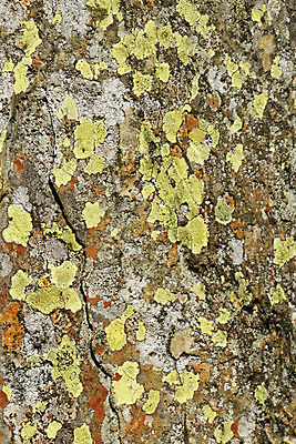 포토 JPG 해외이미지 식물 지도 자연 이끼 사람없음 초록색 뇌 섞기 식민지 해외202004 해외포토 컬러 생태계 파일형식 이미지허브