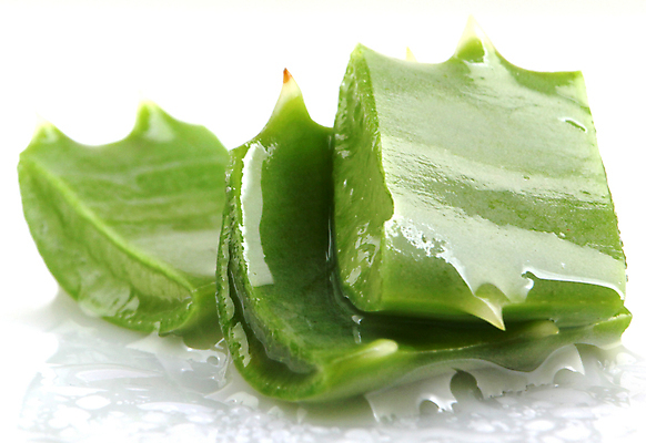 포토 JPG 해외이미지 식물 근접촬영 사람없음 초록색 뷰티 젖음 신선 슬라이스 알로에 알로에베라 해외202004 해외포토 뷰포인트 컬러 파일형식 이미지허브