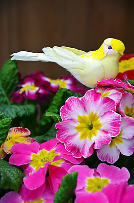 포토 JPG 해외이미지 식물 꽃잎 꽃 분홍색 꽃무늬 자연 조류 사람없음 장식 정원 봄 벚꽃 개화 원예 꽃수술 해외202004 해외포토 동물 계절 컬러 무늬 취미 생태계 파일형식 이미지허브