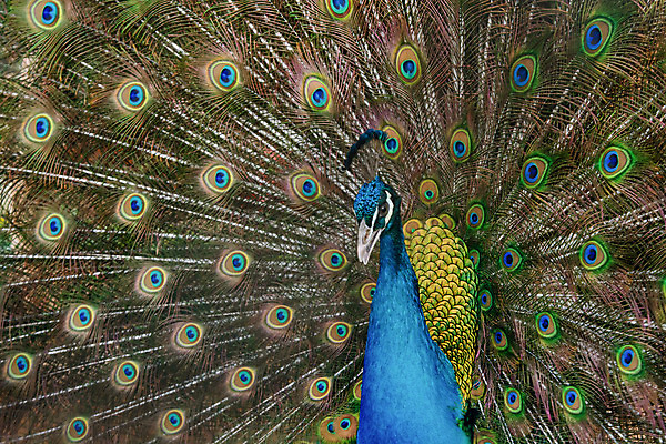 포토 JPG 해외이미지 동물 남자 야생동물 백그라운드 패턴 날개 자연 조류 사람없음 장식 초록색 파란색 컬러풀 머리 활발 펼침 의식 우아함 공작 깃털 묘사 즐거움 질감 꼬리 부리 번짐 보여주기 동물상 터키석 해외202004 해외포토 감정 컬러 컨셉 무늬 모션 사람 신체부위 조형물 보석 생태계 파일형식 효과 이미지허브