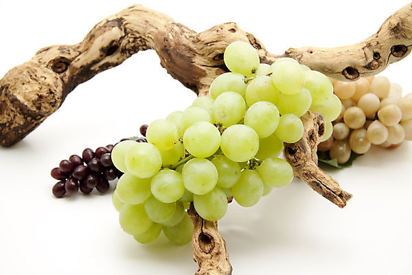 포토 JPG 해외이미지 음식 과일 포도 건강 사람없음 초록색 수확 나뭇가지 신선 맛 발사 먹기 흰배경 해외202004 해외포토 나무 컬러 백그라운드 컨셉 농업 모션 흰색 파일형식 이미지허브