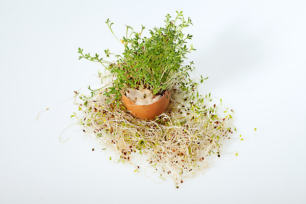 포토 JPG 해외이미지 식물 전통 계절 행복 음식 컨셉 잎 농업 자연 부활절 새로움 사람없음 초록색 계란 봄 성장 껍질 흰색 신선 시간 작음 허브 시작 원예 깨짐 모종 묘목 해외202004 해외포토 나무 기념일 감정 산업 컬러 취미 알 크기 생태계 파일형식 이미지허브