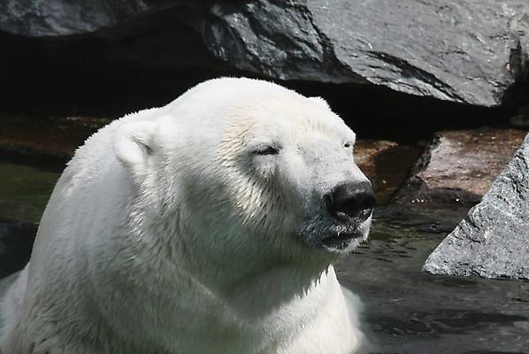 포토 JPG 해외이미지 동물 얼굴 곰 포유류 자연 동물원 사람없음 야외 맑음 추위 코트 흰색 입 위험 육식동물 동물상 해외202004 해외포토 컬러 컨셉 날씨 신체부위 조형물 외투 생태계 파일형식 이미지허브
