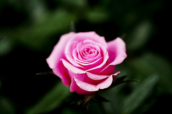 포토 JPG 해외이미지 식물 디자인 계절 기념일 꽃잎 꽃 분홍색 꽃다발 백그라운드 잎 꽃무늬 패턴 자연 벽지 휴가 발렌타인데이 선물 사랑 사람없음 장식 빨간색 초록색 태양 장미 정원 보라색 봄 벚꽃 축하 인사 신용카드 개화 오브젝트 싱글 열정 해외202004 해외포토 자연요소 감정 컬러 컨셉 무늬 데이이벤트 이벤트 금융 예절 생태계 파일형식 이미지허브