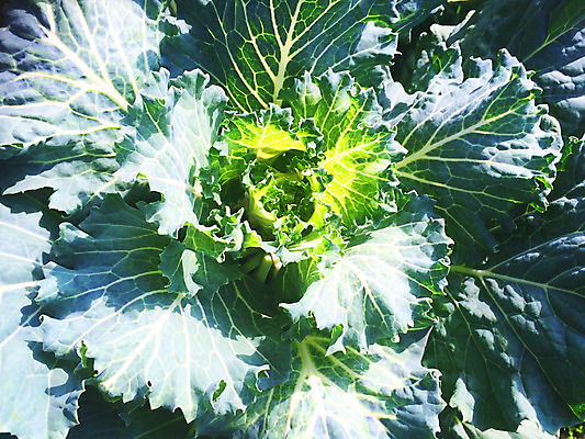 포토 JPG 해외이미지 식물 기념일 꽃잎 꽃 분홍색 꽃다발 백그라운드 꽃무늬 자연 벽지 결혼식 발렌타인데이 선물 사랑 사람없음 장식 빨간색 장미 귀여움 정원 축제 놀람 성장 벚꽃 흰색 축하 신선 개화 의식 백합 다발 심볼 순수 질감 기회 향기 아로마 열정 악취 해외202004 해외포토 감정 컬러 결혼 컨셉 무늬 데이이벤트 표정 이벤트 생태계 냄새 파일형식 이미지허브