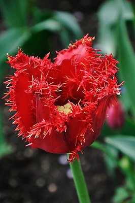 포토 JPG 해외이미지 식물 계절 꽃잎 꽃 줄기 백그라운드 잎 꽃무늬 패턴 밭 자연 사람없음 야외 빨간색 초록색 빛 햇빛 정원 봄 튤립 성장 벚꽃 침대 신선 투명 개화 그룹 선택 오브젝트 정중 해외202004 해외포토 컬러 가구 컨셉 무늬 농업 태양 생태계 파일형식 이미지허브