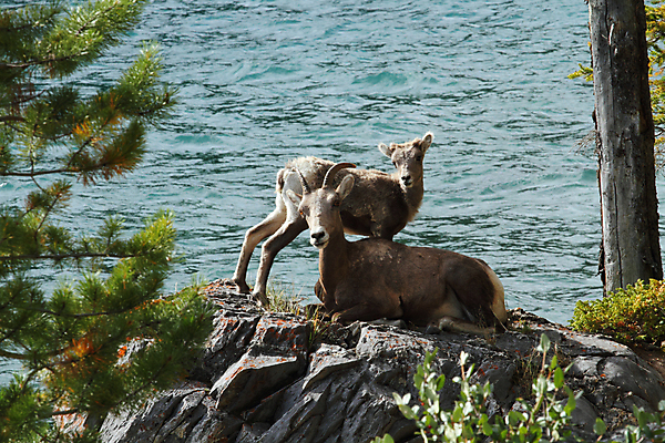 포토 JPG 해외이미지 나무 여자 호수 야생동물 캐나다 사람없음 양 양고기 밴프 앨버타 해외202004 해외포토 식물 동물 북아메리카 포유류 육류 사람 파일형식 이미지허브