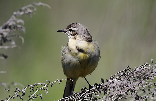 포토 JPG 해외이미지 동물 1 여자 야생동물 자연 조류 앉기 사람없음 야외 물 여름 노란색 나뭇가지 작음 해외202004 해외포토 자연요소 나무 계절 컬러 모션 사람 크기 생태계 파일형식 이미지허브