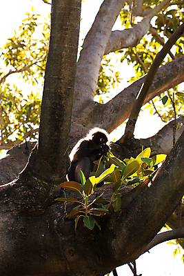 포토 JPG 해외이미지 아시아 잎 자연 사람없음 갈색 검은색 회색 원숭이 그룹 먹기 배고픔 해외202004 해외포토 식물 나라 컬러 포유류 모션 생태계 파일형식 이미지허브