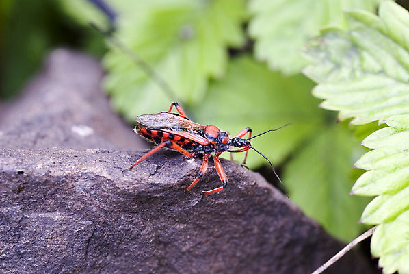 포토 JPG 해외이미지 동물 곤충 잎 날개 자연 안테나 사람없음 빨간색 검은색 바위 벌레 육식동물 해외202004 해외포토 식물 컬러 통신 돌_바위 생태계 파일형식 이미지허브