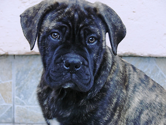 포토 JPG 해외이미지 동물 응시 겨울 앉기 사람없음 야외 반려동물 갈색 가축 추위 개 강아지 송곳니 유래 해외202004 해외포토 시선 계절 컬러 포유류 모션 치아 파일형식 이미지허브