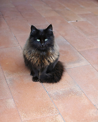 포토 JPG 해외이미지 동물 1 응시 시선 얼굴 백그라운드 포유류 포옹 자연 수염 털 사람없음 야외 빨간색 초록색 반려동물 갈색 머리 귀여움 검은색 고양이 코트 흰색 표현 관찰 달콤 작음 모피 코 귀 솜털 기르기 해외202004 해외포토 컬러 컨셉 안기 모션 신체부위 외투 맛 크기 생태계 돌봄 파일형식 이미지허브