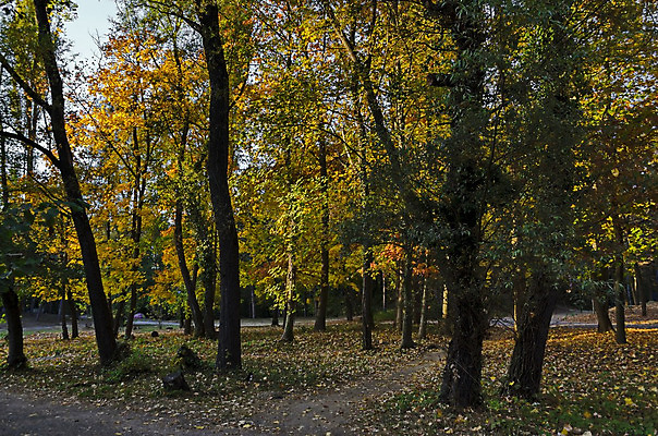 포토 JPG 해외이미지 나무 식물 계절 공원 도로 여행 백그라운드 단풍 낙엽 잎 벤치 의자 오렌지 자연 하늘 건조 풍경 사람없음 야외 빨간색 초록색 파란색 빛 컬러풀 노란색 환경 활발 가을 나뭇가지 숲 언덕 남쪽 내추럴 강렬 불가리아 웅장함 환상 해외202004 해외포토 공공시설 길 컬러 가구 컨셉 과일 교통시설 방향 생태계 파일형식 남유럽 이미지허브