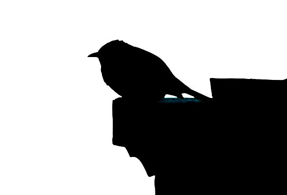 포토 JPG 해외이미지 동물 감정 실루엣 야생동물 생각 건축양식 조류 지붕 그림자 사람없음 건물 숫자 평화 중국 침묵 고요 슬픔 고독 명상 고민 걱정 호기심 애도 의심 배려 신앙심 우울증 혼자 해외202004 해외포토 문자 건축물 건축 아시아 컨셉 촬영기법 소리 질병 파일형식 이미지허브