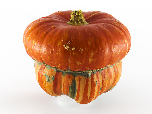 포토 JPG 해외이미지 계절 음식 백그라운드 밭 농업 채소 오렌지 과일 자연 호박 휴가 건강 옥수수 사람없음 장식 빨간색 컬러풀 갈색 노란색 정원 버섯 수확 가을 흰색 신선 먹기 유기농 고립 그런지 해외202004 해외포토 웰빙 산업 컬러 모션 곡류 생태계 파일형식 이미지허브