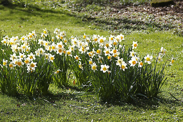 포토 JPG 해외이미지 식물 계절 꽃잎 꽃 백그라운드 꽃무늬 밭 전구 자연 부활절 풍경 사람없음 야외 노란색 우주 정원 봄 성장 흰색 4월 5월 유기농 보케 장면 수선화 내추럴 블러 완벽 많음 완전 해외202004 해외포토 웰빙 기념일 컬러 컨셉 무늬 농업 날짜 생태계 파일형식 이미지허브