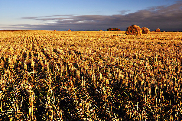 포토 JPG 해외이미지 식물 구름 빵 밭 농업 오렌지 조류 하늘 잉글랜드 풍경 사람없음 빨간색 여름 농작물 햇빛 태양 농장 노란색 일출 성경 일몰 수확 가을 시골 황금 볏짚 저녁 신비 땅 자르기 시리얼 밀 네덜란드 만들기 조경 보리 장면 뭉치 밀짚 폴란드 종료 넘어짐 웅장함 수평선 해외202004 해외포토 자연요소 동물 계절 유럽 산업 음식 컬러 컨셉 과일 종교용품 모션 영국 곡류 노을 짚 야간 파일형식 이미지허브