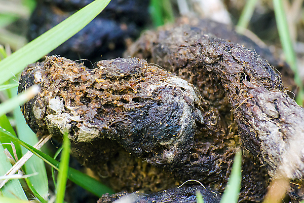 포토 JPG 해외이미지 동물 자연 사람없음 반려동물 갈색 고양이 신선 폐기물 냄새 먼지 낭비 내추럴 나쁜 변기통 해외202004 해외포토 컬러 컨셉 포유류 쓰레기 생태계 파일형식 이미지허브