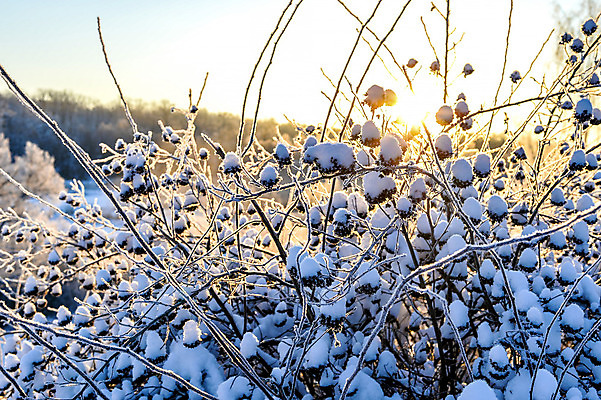 포토 JPG 해외이미지 나무 디자인 계절 공원 여행 백그라운드 크리스마스 겨울 자연 하늘 날씨 풍경 사람없음 야외 목재 파란색 빛 햇빛 태양 일출 맑음 냉동 얼음 일몰 새벽 추위 백발 흰색 나뭇가지 숲 12월 질감 서리 장면 북쪽 자작나무 1월 폭설 눈내림 해외202004 해외포토 자연요소 식물 헤어스타일 공공시설 기념일 컬러 재료 눈_날씨 노을 날짜 자연재해 방향 생태계 파일형식 이미지허브