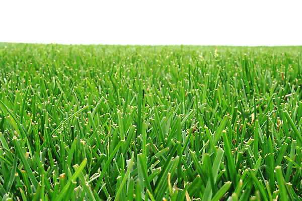 포토 JPG 해외이미지 계절 백그라운드 밭 잔디 사람없음 초록색 여름 축구 카펫 칼날 자르기 허브 스카이라인 수평선 그리너리 세련 해외202004 해외포토 식물 컬러 농업 모션 구기 파일형식 트랜드컬러 이미지허브