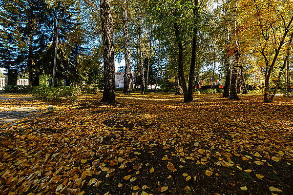 포토 JPG 해외이미지 나무 식물 계절 공원 길 단풍 잎 오렌지 자연 날씨 풍경 사람없음 야외 목재 빨간색 초록색 컬러풀 햇빛 노란색 환경 정원 맑음 가을 황금 숲 9월 10월 내추럴 땅바닥 해외202004 해외포토 공공시설 컬러 과일 재료 바닥 태양 날짜 생태계 파일형식 이미지허브