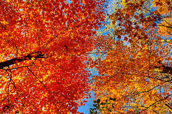 포토 JPG 해외이미지 나무 커플 공원 시계 백그라운드 잎 2 밭 오렌지 자국 자연 잉글랜드 새로움 사랑 사람없음 야외 친구 컬러풀 달리기 햇빛 노란색 걷기 저축 가을 흰색 시간 숲 해외202004 해외포토 식물 계절 공공시설 감정 컬러 컨셉 농업 과일 관계 모션 영국 금융 태양 생태계 파일형식 이미지허브