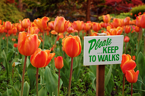 포토 JPG 해외이미지 식물 공원 꽃잎 꽃 꽃무늬 오렌지 전구 자연 사람없음 컬러풀 정원 봄 튤립 벚꽃 개화 원예 해외202004 해외포토 계절 공공시설 컬러 무늬 과일 취미 생태계 파일형식 이미지허브