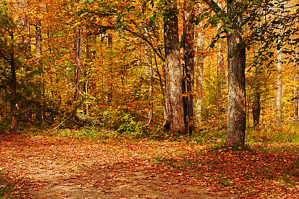 포토 JPG 해외이미지 나무 계절 길 백그라운드 잎 오렌지 자국 자연 따뜻함 풍경 사람없음 야외 빨간색 컬러풀 노란색 평화 가을 황금 숲 내추럴 해외202004 해외포토 식물 컬러 컨셉 과일 생태계 파일형식 이미지허브