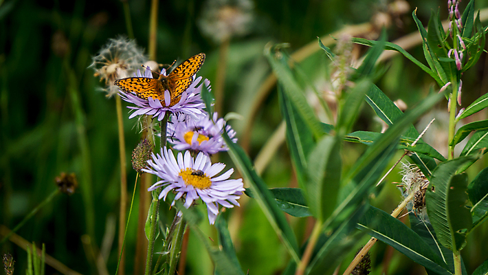 포토 JPG 해외이미지 꽃 나비 곤충 날개 오렌지 자연 날리기 안테나 앉기 사람없음 야외 옆모습 여름 컬러풀 노란색 보라색 봄 활발 점 닫기 먹기 꿀 수유 해외202004 해외포토 식물 동물 계절 뷰포인트 컬러 컨셉 과일 통신 모션 생태계 파일형식 이미지허브