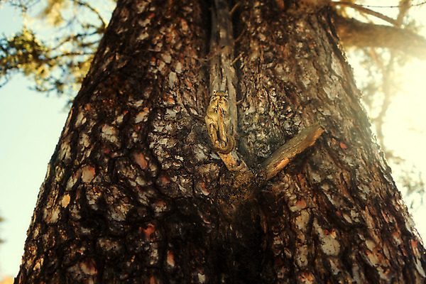 포토 JPG 해외이미지 동물 아시아 여행 자연 풍경 사람없음 관광지 중국 다람쥐 내추럴 해외202004 해외포토 나라 설치류 생태계 파일형식 이미지허브