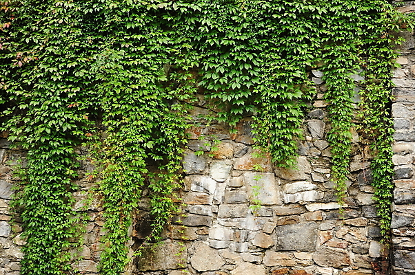 포토 JPG 해외이미지 식물 공원 꽃 벽 백그라운드 잎 꽃무늬 패턴 자연 벽지 추상 사람없음 야외 초록색 울타리 환경 정원 봄 시골 덩굴 질감 아이비 내추럴 해외202004 해외포토 계절 공공시설 컬러 무늬 담장 생태계 파일형식 이미지허브