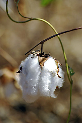 포토 JPG 해외이미지 식물 꽃 줄기 밭 농업 공 아프리카 자연 사람없음 초록색 농작물 농장 환경 수확 흰색 나뭇가지 직물 면 닫기 수집 순수 유기농 질감 날것 부드러움 섬유 솜털 남쪽 내추럴 밭일 숙성 해외202004 해외포토 나무 웰빙 나라 산업 컬러 컨셉 모션 감각 방향 생태계 파일형식 이미지허브