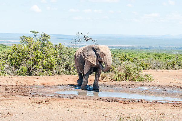 포토 JPG 해외이미지 동물 야생동물 포유류 아프리카 자연 코끼리 풍경 사람없음 여름 햇빛 맑음 목욕 진흙 남아프리카 동물상 해외202004 해외포토 계절 나라 날씨 태양 조형물 청결 생태계 파일형식 이미지허브