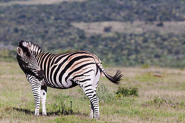 포토 JPG 해외이미지 야생동물 포유류 초식동물 사람없음 사파리 얼룩말 해외202004 해외포토 동물 말_동물 파일형식 이미지허브