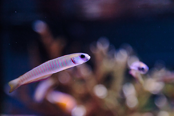 포토 JPG 해외이미지 어류 사람없음 수중 수족관 해외202004 해외포토 수중동물 파일형식 이미지허브