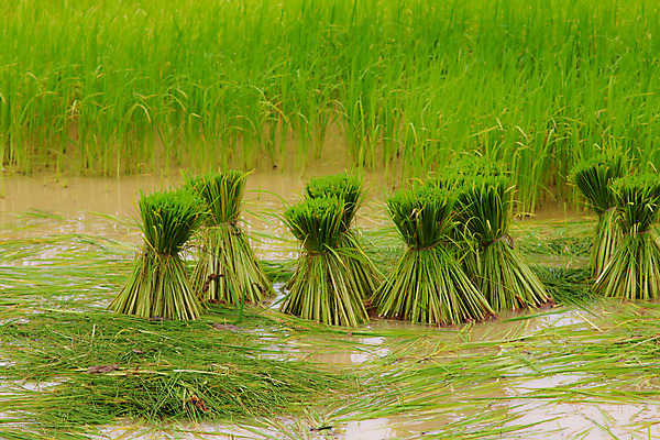 포토 JPG 해외이미지 식물 계절 아시아 음식 줄기 백그라운드 잎 농업 태국 자연 밥 건조 건강 씨앗 사람 동양인 풍경 사람없음 초록색 물 농작물 농장 농경지 중국 수확 성장 가을 시골 신선 닫기 낟알 시리얼 묘사 유기농 날것 베트남 장면 내추럴 논밭 밭일 숙성 해외202004 해외포토 자연요소 웰빙 나라 산업 컬러 밭 모션 논 인종 동남아시아 생태계 파일형식 이미지허브