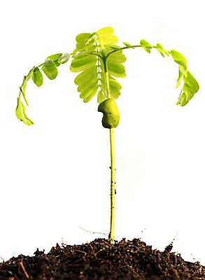 포토 JPG 해외이미지 나무 식물 1 계절 줄기 컨셉 잎 농업 채소 자연 새로움 씨앗 사람없음 초록색 물 농장 새싹 환경 정원 흙 봄 성장 흰색 아기 신선 그룹 숲 작음 땅 원예 뿌리 먼지 고립 땅바닥 모종 묘목 생태학 처음 세련 해외202004 해외포토 자연요소 교육 산업 컬러 바닥 사람 취미 크기 생태계 파일형식 이미지허브