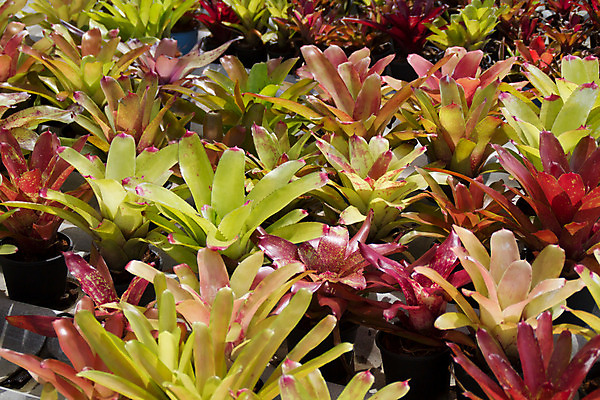 포토 JPG 해외이미지 나무 식물 꽃 행복 아시아 백그라운드 잎 꽃무늬 태국 자연 미술 사람 동양인 사람없음 장식 빨간색 초록색 조각상 노란색 검은색 성장 묘사 명상 뿌리 신앙심 해외202004 해외포토 감정 나라 컬러 무늬 문화예술 인종 조형물 생태계 파일형식 이미지허브