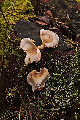 포토 JPG 해외이미지 식물 꽃 유럽 자연 북유럽 노르웨이 풍경 사람없음 야외 버섯 숲 삼림지대 스칸디나비아 해외202004 해외포토 나라 생태계 파일형식 이미지허브