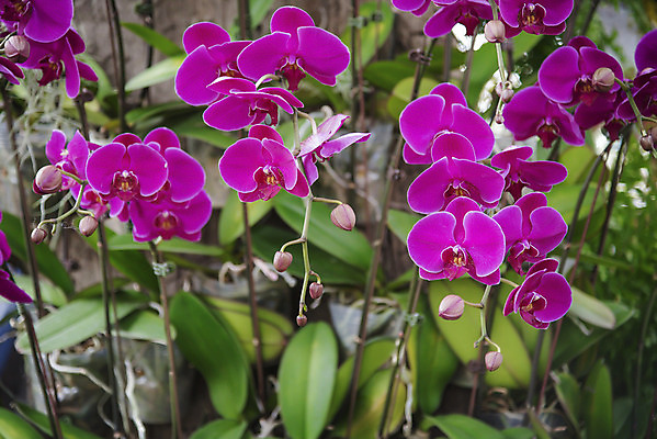 포토 JPG 해외이미지 식물 디자인 꽃잎 꽃 분홍색 꽃다발 잎 꽃무늬 패턴 자연 추상 사람없음 장식 여름 환경 정원 보라색 봄 벚꽃 흰색 나뭇가지 시골 난초 우아함 닫기 배열 제비꽃 네덜란드 보케 호접란 향 내추럴 해외202004 해외포토 나무 계절 유럽 컬러 컨셉 무늬 모션 생태계 파일형식 이미지허브