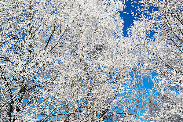 포토 JPG 해외이미지 나무 계절 공원 도로 길 선 여행 백그라운드 크리스마스 겨울 밭 자연 하늘 날씨 풍경 사람없음 파란색 태양 냉동 얼음 검은색 추위 안개 흰색 나뭇가지 시골 소나무 고속도로 숲 그늘 오솔길 서리 러시아 트랙 장면 눈보라 방법 뿌연 줄서기 눈내림 해외202004 해외포토 자연요소 식물 공공시설 기념일 유럽 컬러 농업 교통시설 모션 눈_날씨 생태계 파일형식 이미지허브