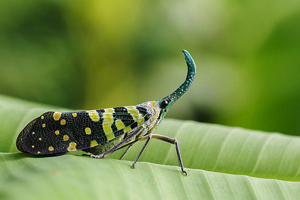 포토 JPG 해외이미지 나무 곤충 잎 자연 사람없음 초록색 해외202004 해외포토 식물 동물 컬러 생태계 파일형식 이미지허브
