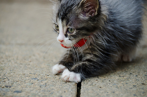 포토 JPG 해외이미지 동물 응시 포즈 신체 포유류 자연 놀이 생물 수염 털 건강 사람없음 야외 반려동물 머리 정원 고양이 가축 줄무늬 표현 아기 달콤 작음 모피 호기심 귀 솜털 해외202004 해외포토 시선 감정 컨셉 무늬 사람 신체부위 맛 크기 생태계 파일형식 이미지허브