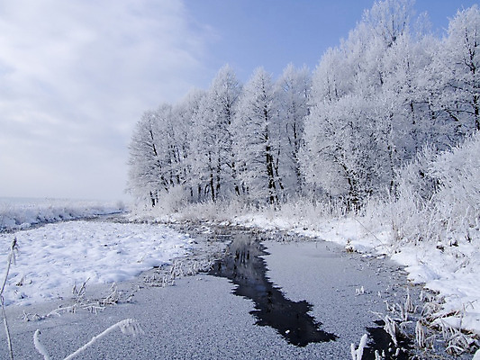 포토 JPG 해외이미지 나무 식물 크리스마스 겨울 자연 풍경 사람없음 물 얼음 침묵 흰색 나뭇가지 숲 서리 해외202004 해외포토 자연요소 계절 기념일 컬러 소리 생태계 파일형식 이미지허브