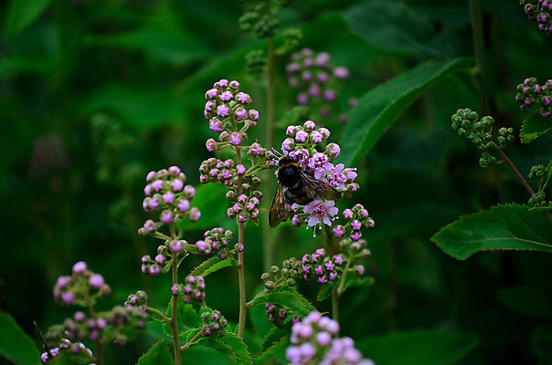 포토 JPG 해외이미지 계절 꽃 음식 분홍색 곤충 자연 노르웨이 풍경 사람없음 여름 노란색 검은색 침묵 들꽃 닫기 작음 벌 먹기 장면 북쪽 호박벌 해외202004 해외포토 식물 동물 유럽 컬러 모션 소리 벌_곤충 크기 방향 생태계 파일형식 이미지허브