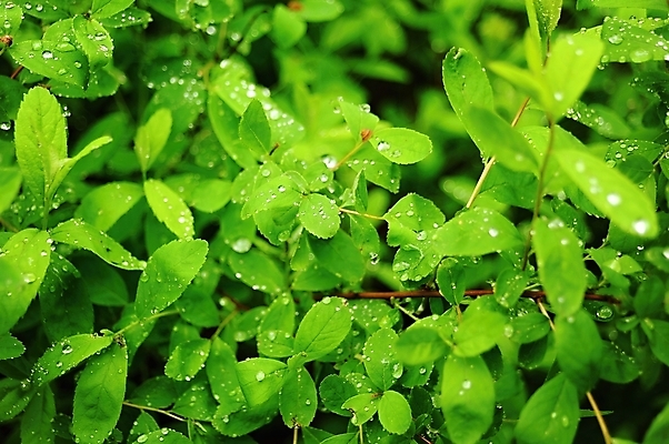 포토 JPG 해외이미지 식물 백그라운드 잎 밭 자연 아침 날씨 잔디 사람없음 초록색 물 여름 환경 정원 봄 젖음 성장 물방울 신선 닫기 떨어짐 이슬 빗방울 내추럴 해외202004 해외포토 주간 자연요소 계절 컬러 컨셉 농업 모션 비_날씨 생태계 파일형식 이미지허브