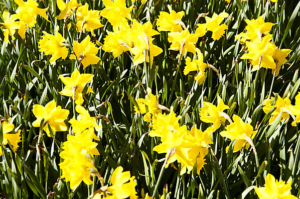 포토 JPG 해외이미지 식물 꽃 자연 하늘 사람없음 파란색 컬러풀 노란색 정원 맑음 봄 벚꽃 개화 닫기 4월 수선화 해외202004 해외포토 계절 컬러 모션 날씨 날짜 생태계 파일형식 이미지허브